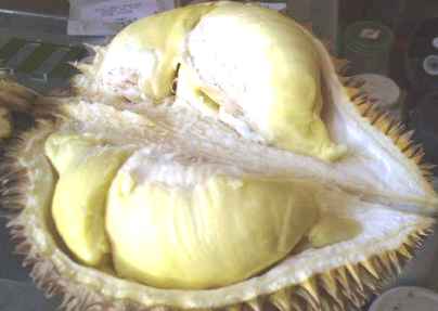 Buah Durian - Durio zibethinus